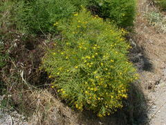 Hypericum triquetrifolium