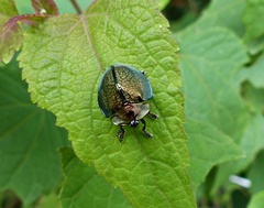 Cyrtonota