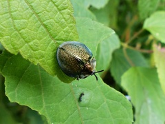 Cyrtonota