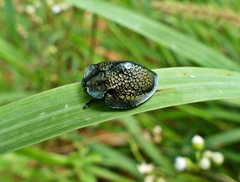 Cyrtonota