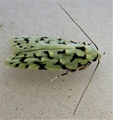 Izatha peroneanella