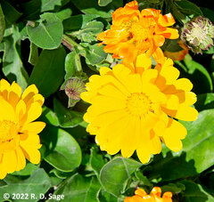 Calendula
