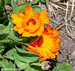 Calendula