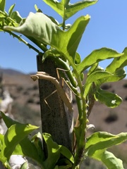 Coptopteryx gayi