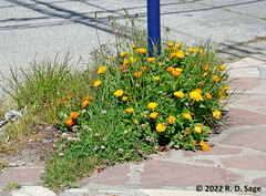 Calendula