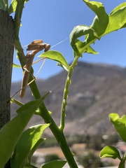 Coptopteryx gayi