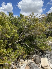 Metrosideros angustifolia