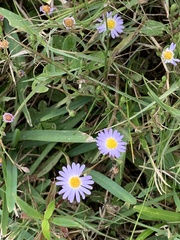 Symphyotrichum divaricatum