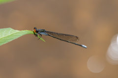 Pseudagrion ignifer