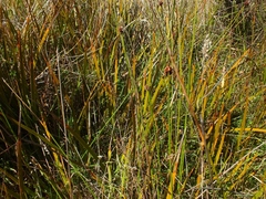 Libertia peregrinans