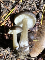 Lyophyllum loricatum