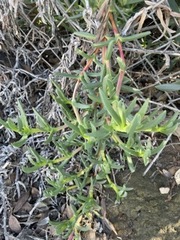 Carpobrotus chilensis