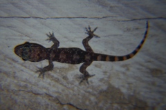 Hemidactylus angulatus