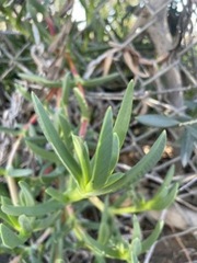 Carpobrotus chilensis
