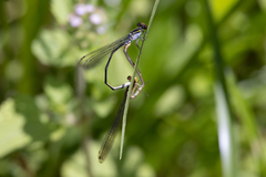 Pseudagrion ignifer