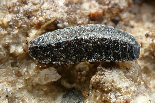 Lesser Spectacled Glow-worm