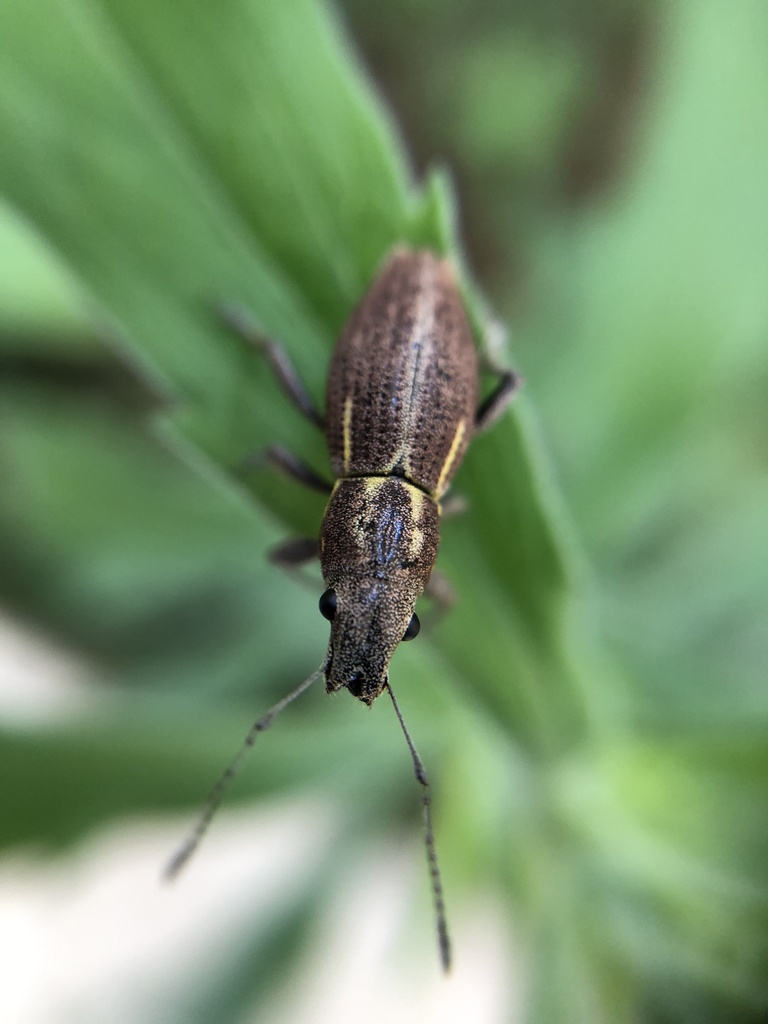 Naupactus navicularis