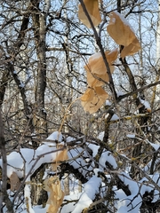 Smilax lasioneura