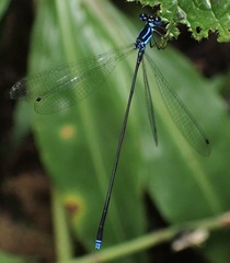 Coeliccia membranipes