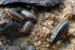 Lamprohiza mulsantii