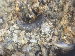 Allacrotelsa spinulata