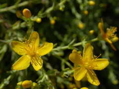 Hypericum triquetrifolium