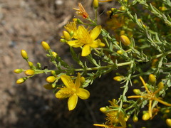 Hypericum triquetrifolium