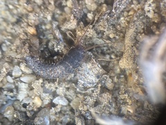 Allacrotelsa spinulata