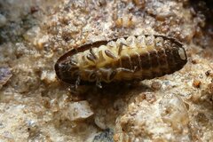 Lamprohiza mulsantii