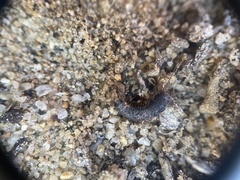 Allacrotelsa spinulata