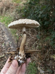Rhacodium