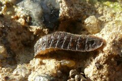 Lamprohiza mulsantii