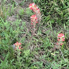 Castilleja indivisa