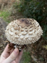 Rhacodium