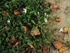 Diplotaxis erucoides