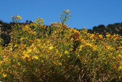 Hypericum triquetrifolium