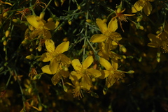 Hypericum triquetrifolium