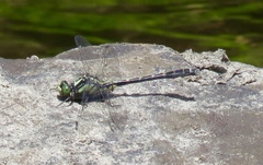 Hylogomphus adelphus