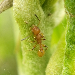 Nesomyrmex