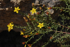 Hypericum triquetrifolium