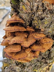 Cerrena unicolor