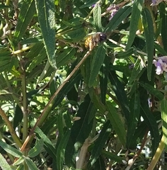 Xylocopa tabaniformis azteca