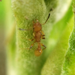 Nesomyrmex