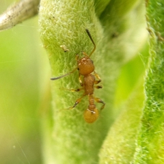 Nesomyrmex