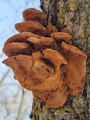 Cerrena unicolor