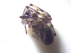 Enoplognatha mandibularis