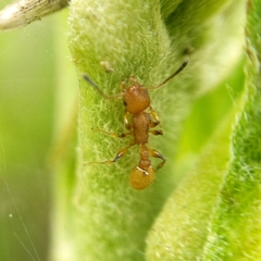 Nesomyrmex