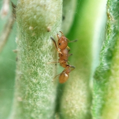 Nesomyrmex