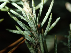 Fellhanera bouteillei