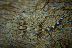 Tarentola ephippiata